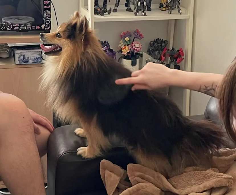 $265, Share-house, 4 bathrooms, Pacific Pines QLD 4211