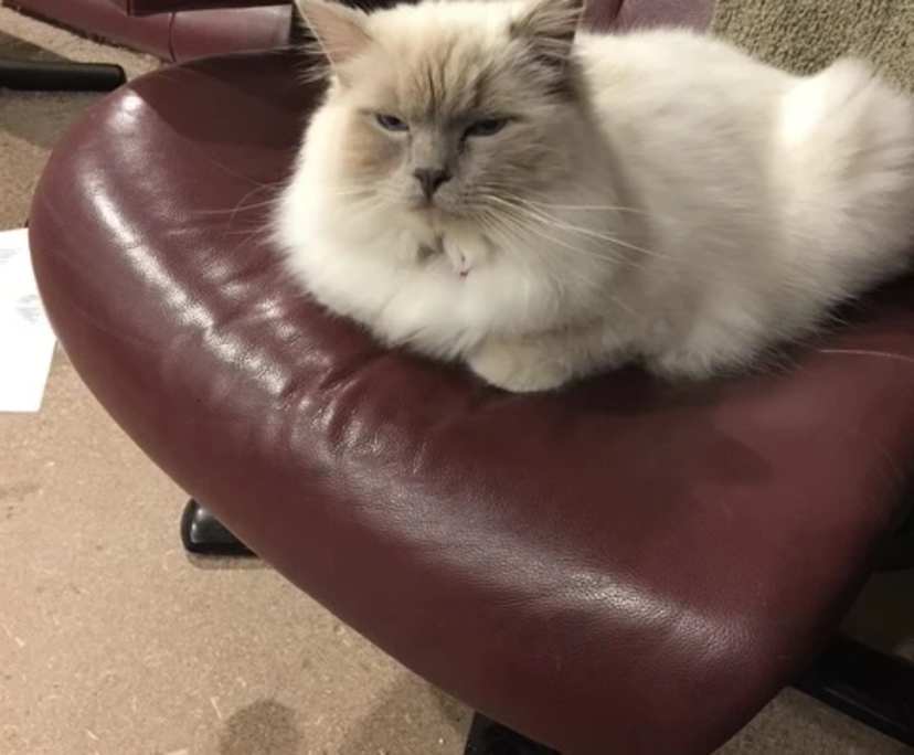 $280, Homestay, 3 bathrooms, Lyneham ACT 2602