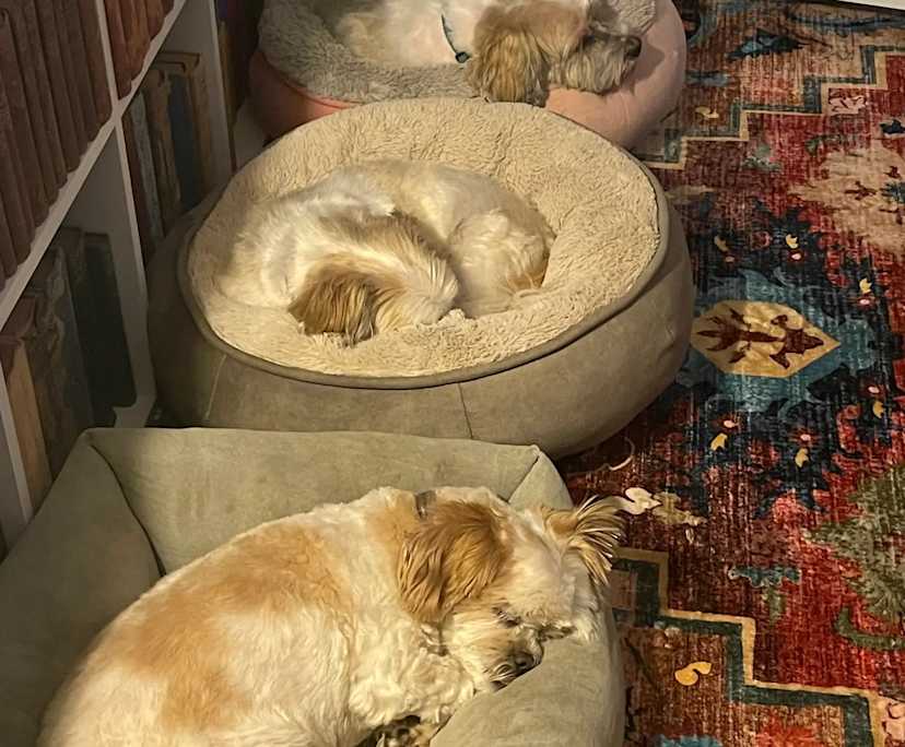 $250, Share-house, 3 bathrooms, East Lismore NSW 2480