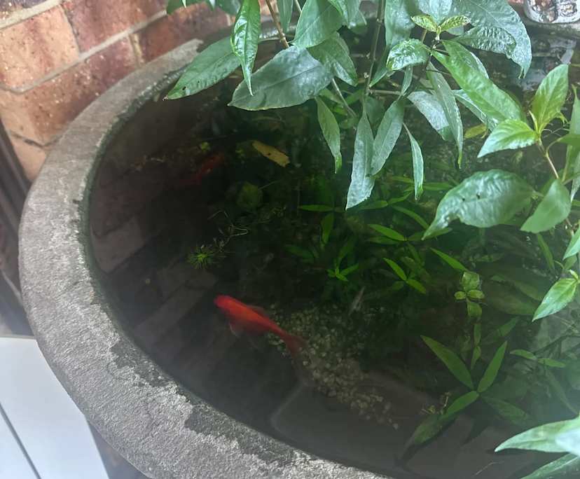 $400, Share-house, 3 bathrooms, West Ballina NSW 2478