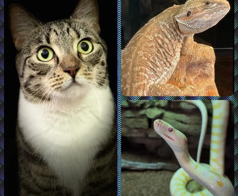 $380, Flatshare, 3 bathrooms, Carlingford NSW 2118