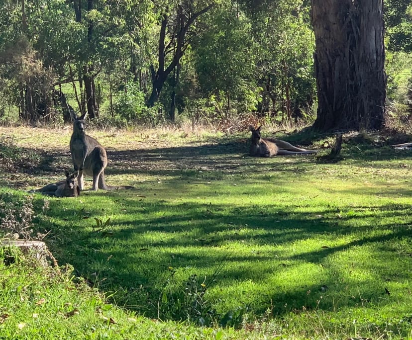 $160, Share-house, 3 bathrooms, Wallan VIC 3756