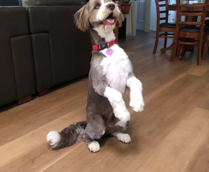 $380, Share-house, 4 bathrooms, Hornsby NSW 2077