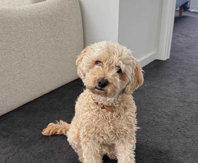 $300, Share-house, 3 bathrooms, Woodville West SA 5011