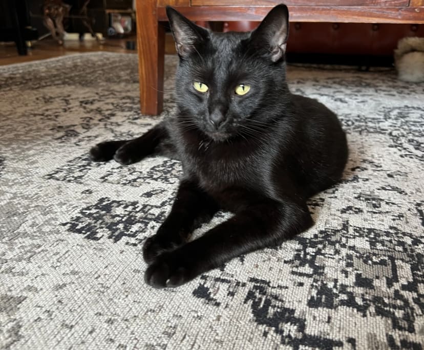 $390, Flatshare, 3 bathrooms, Fortitude Valley QLD 4006