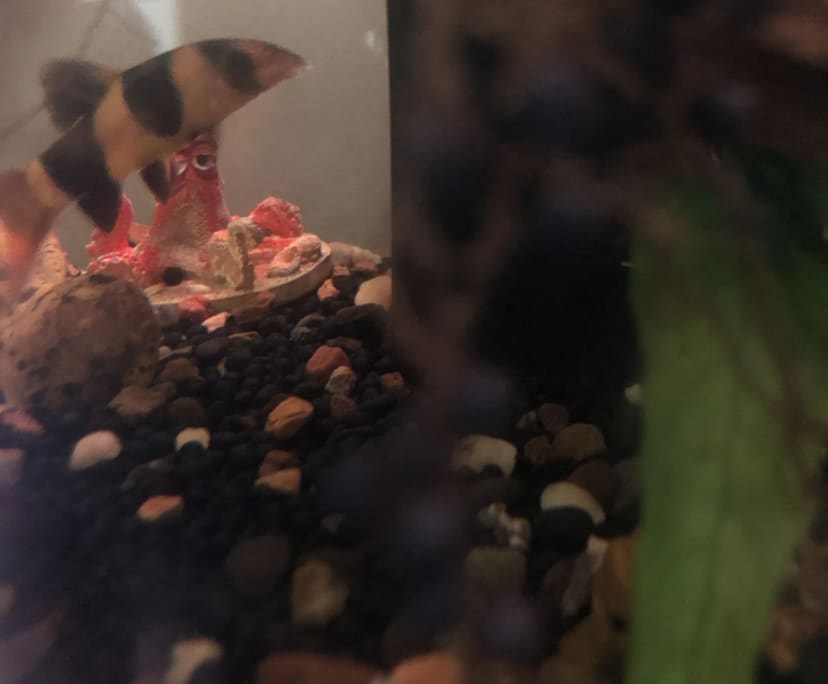 $212, Share-house, 3 bathrooms, Brunswick VIC 3056