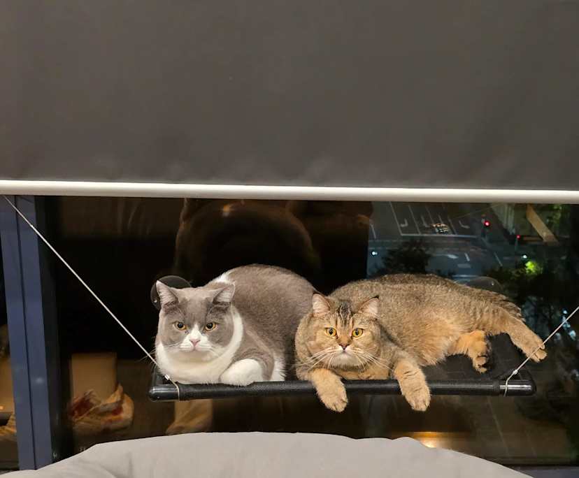 $385, Flatshare, 3 bathrooms, Melbourne VIC 3000