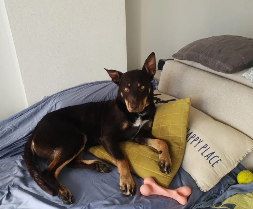 $300, Flatshare, 2 bathrooms, Main Beach QLD 4217