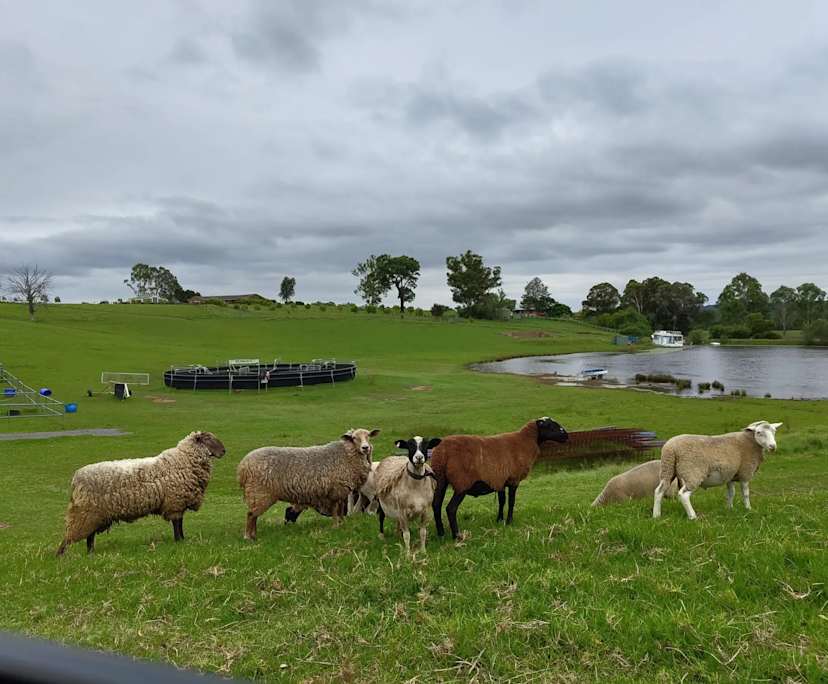 $270, Homestay, 3 bathrooms, Theresa Park NSW 2570