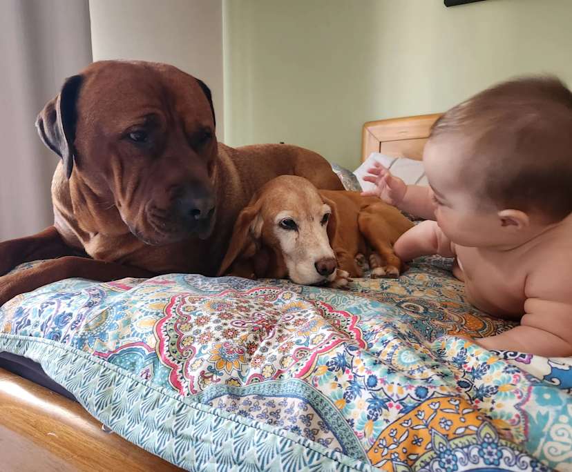 $420, Share-house, 3 bathrooms, Kurralta Park SA 5037