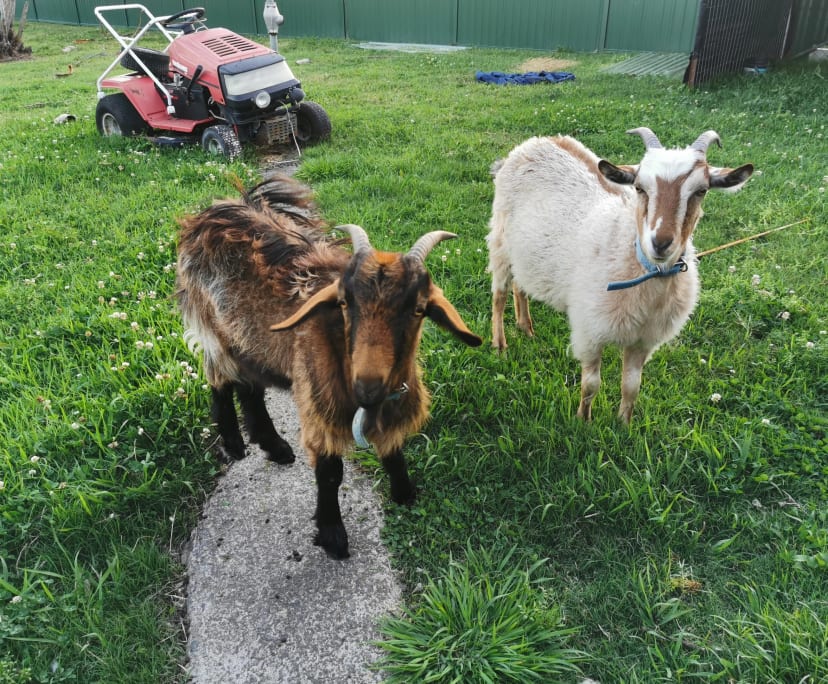 $275, Share-house, 3 bathrooms, Runcorn QLD 4113