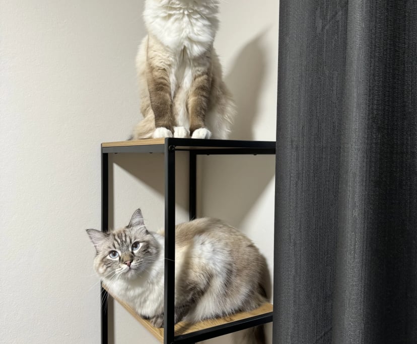 $300, Share-house, 2 bathrooms, Quakers Hill NSW 2763