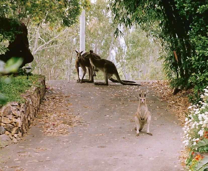 $400, Studio, 1 bathroom, Conondale QLD 4552