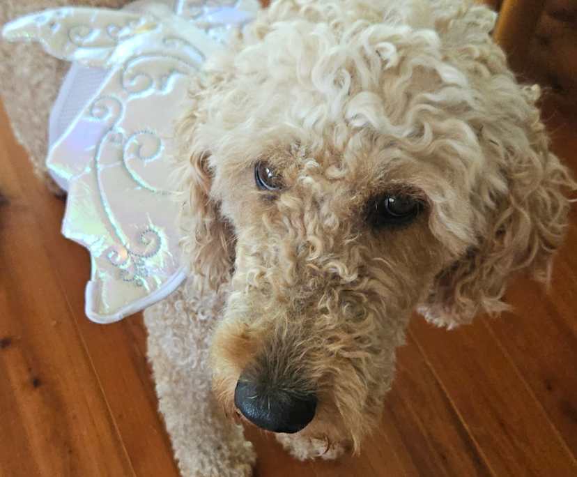 $300, Share-house, 4 bathrooms, Coochiemudlo Island QLD 4184