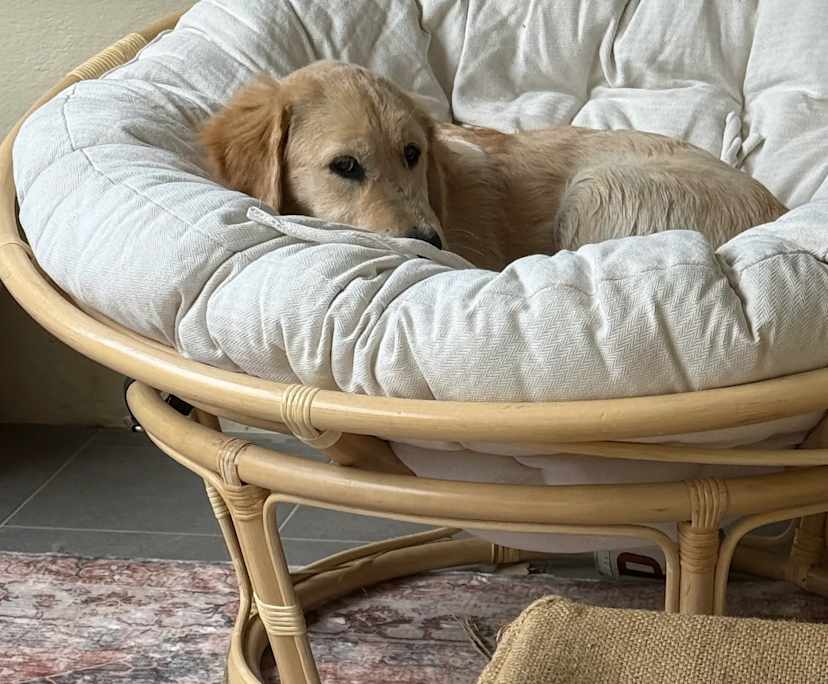 $325, Share-house, 2 bathrooms, North Adelaide SA 5006