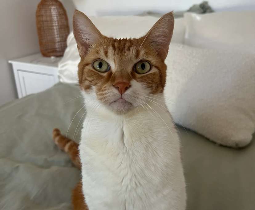 $250, Share-house, 3 bathrooms, Stirling WA 6021