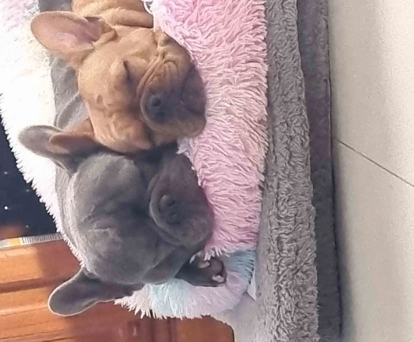 $220, Share-house, 3 bathrooms, Harrisdale WA 6112