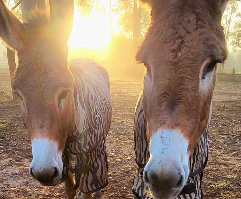 $250, Share-house, 5 bathrooms, Karalee QLD 4306