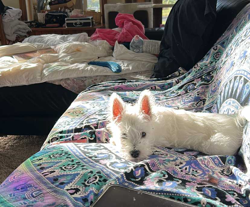 $138, Share-house, 4 bathrooms, Black Hill VIC 3350