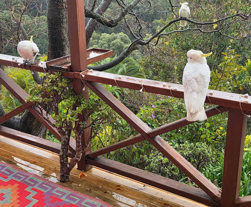 $320, Share-house, 4 bathrooms, Cammeray NSW 2062