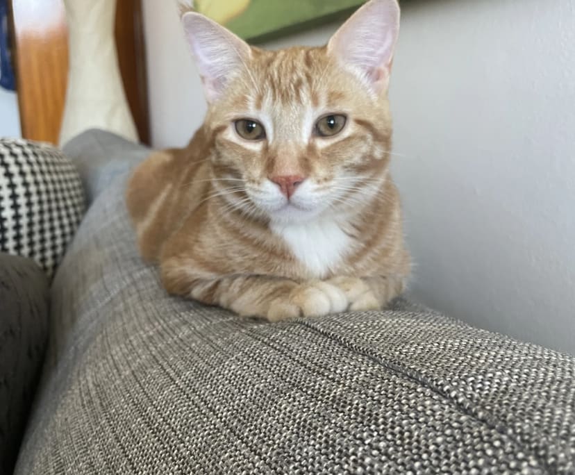 $445, Flatshare, 2 bathrooms, Coogee NSW 2034