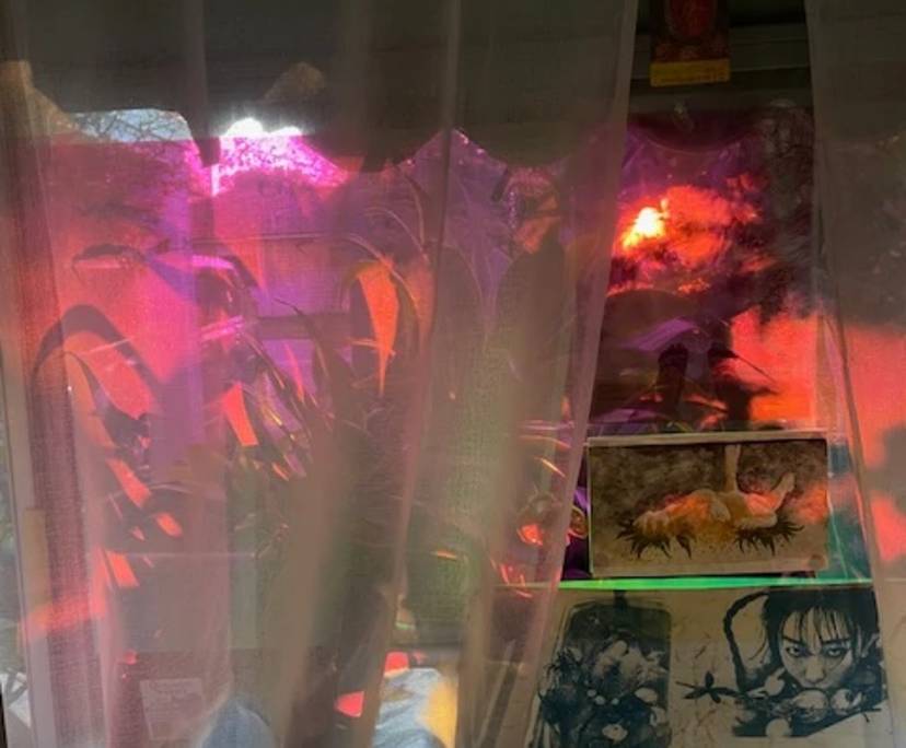 Room in a share house