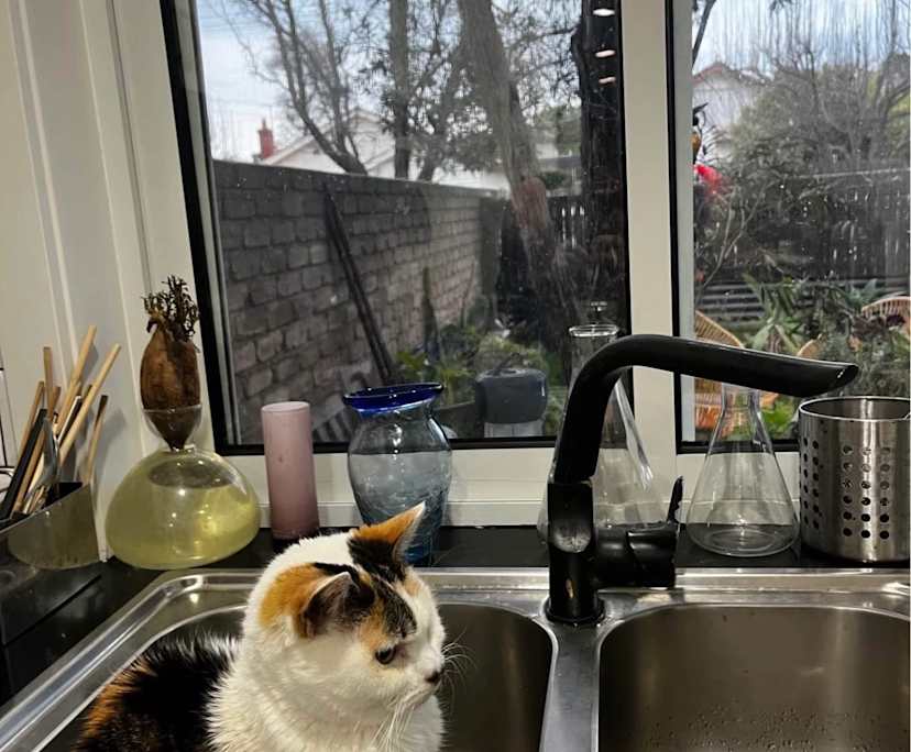 $325, Flatshare, 3 bathrooms, Kew VIC 3101