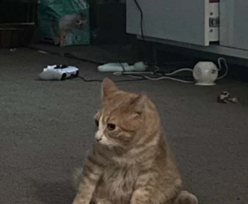 $480, Flatshare, 3 bathrooms, Newstead QLD 4006