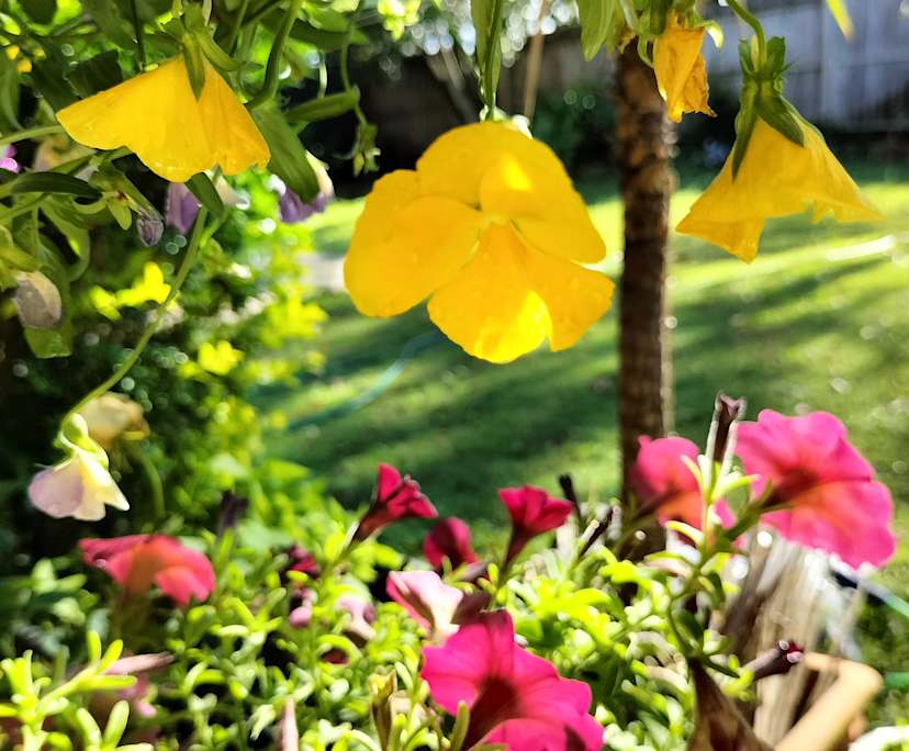 $230-250, Share-house, 2 rooms, Runcorn QLD 4113, Runcorn QLD 4113