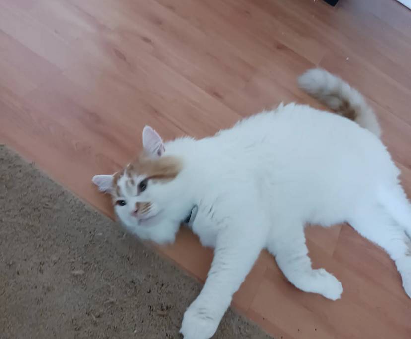 $240-250, Share-house, 2 rooms, Edens Landing QLD 4207, Edens Landing QLD 4207