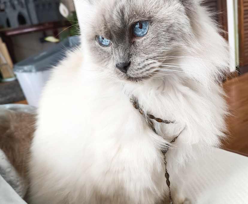 $230, Share-house, 3 bathrooms, Seaford VIC 3198