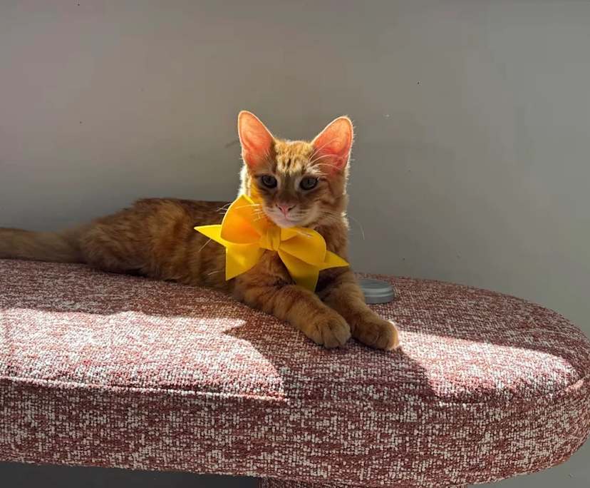 $245, Share-house, 3 bathrooms, Bardon QLD 4065