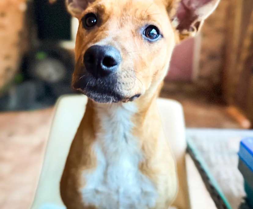 $350, Share-house, 3 bathrooms, Rivervale WA 6103