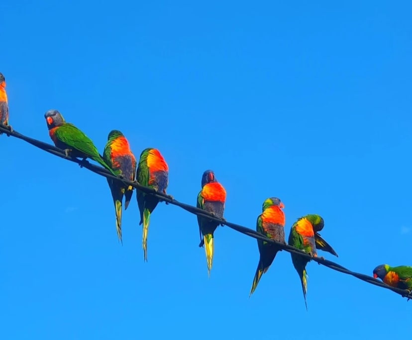 $600, Share-house, 4 bathrooms, Surfers Paradise QLD 4217