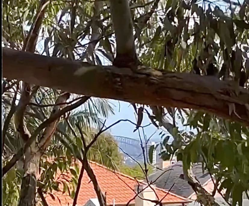 $675, Flatshare, 2 rooms, Bondi NSW 2026, Bondi NSW 2026