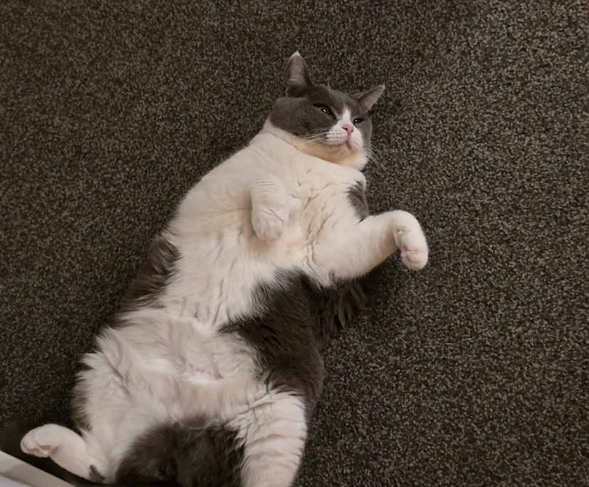 $385, Flatshare, 3 bathrooms, Melbourne VIC 3000