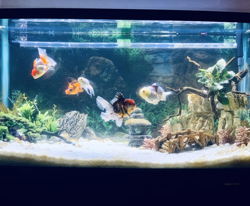 $700, Flatshare, 2 bathrooms, Haymarket NSW 2000