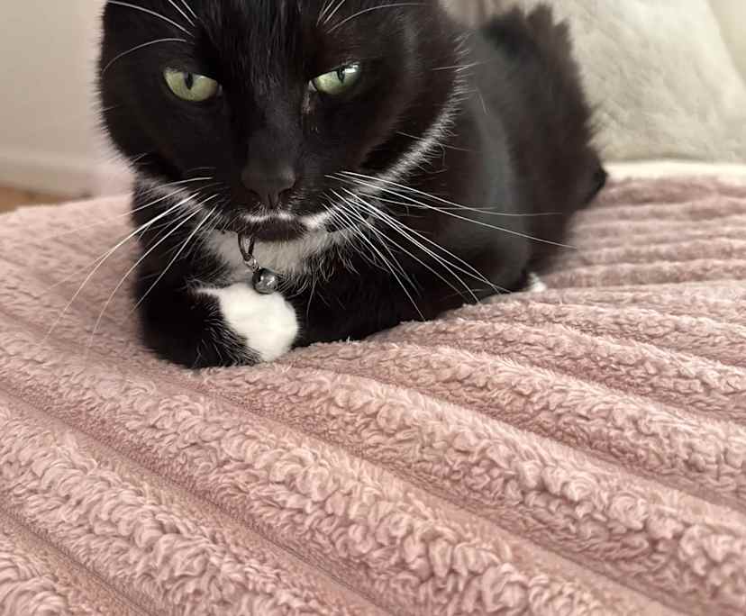 $400, Flatshare, 2 bathrooms, Cronulla NSW 2230