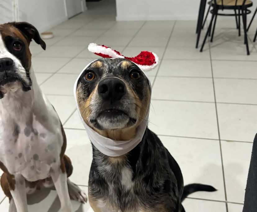 $255, Share-house, 4 bathrooms, Palmview QLD 4553