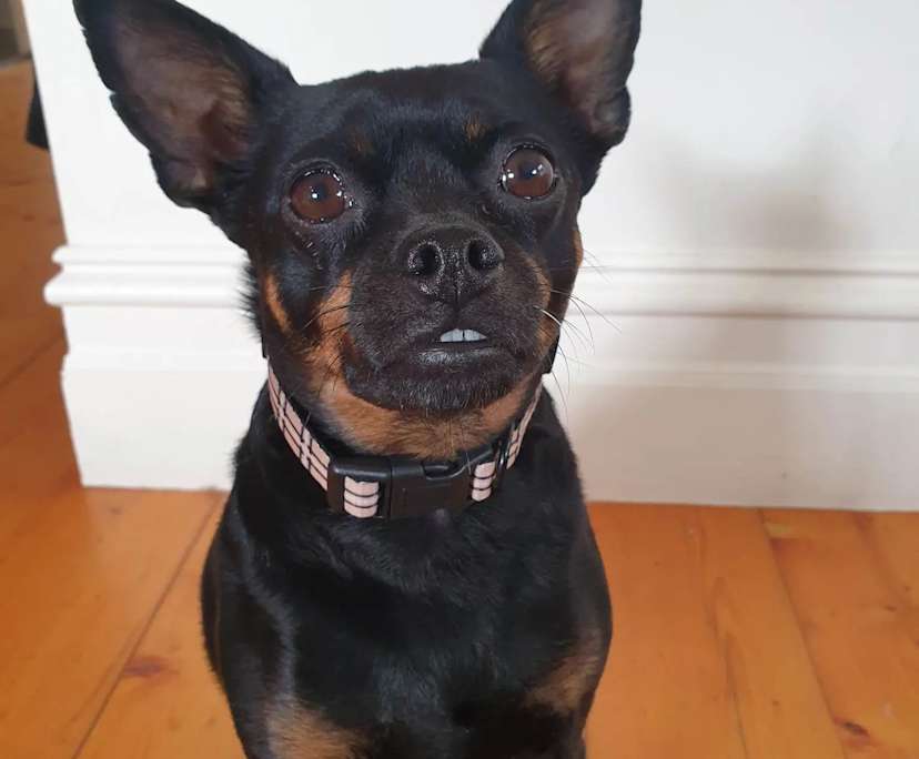 $225, Share-house, 3 bathrooms, Footscray VIC 3011