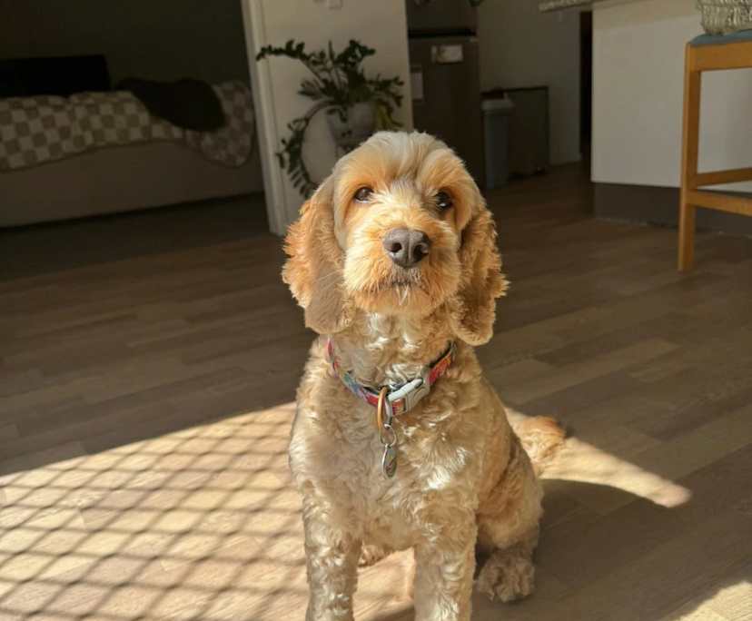 $275, Share-house, 4 bathrooms, Freshwater QLD 4870