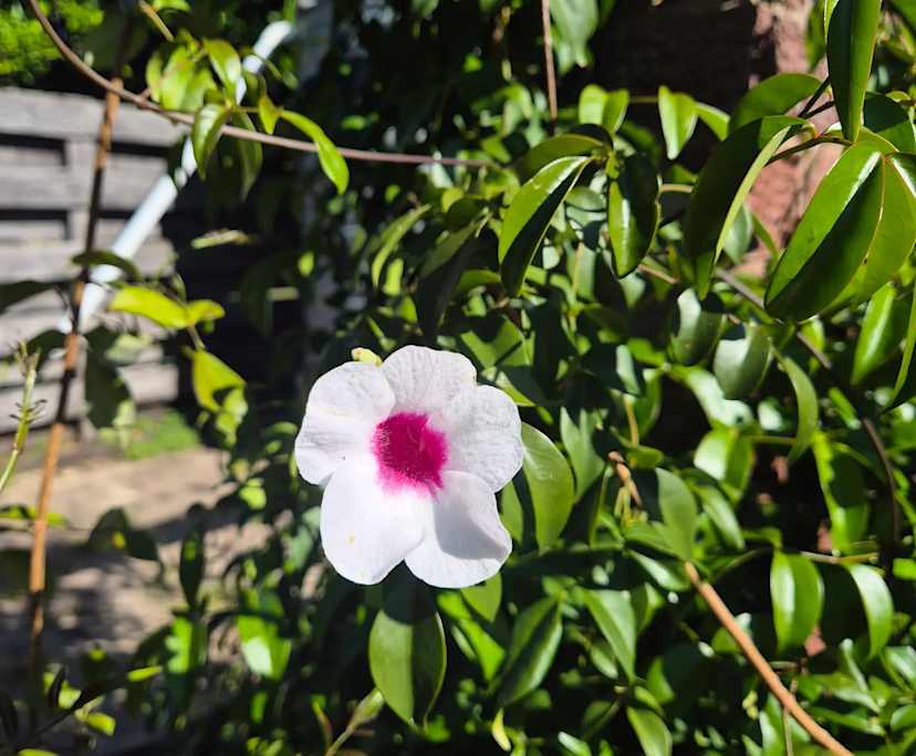 $300, Share-house, 3 bathrooms, Lesmurdie WA 6076