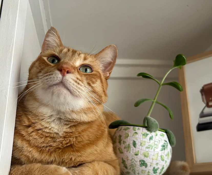 $250, Share-house, 3 bathrooms, Stirling WA 6021