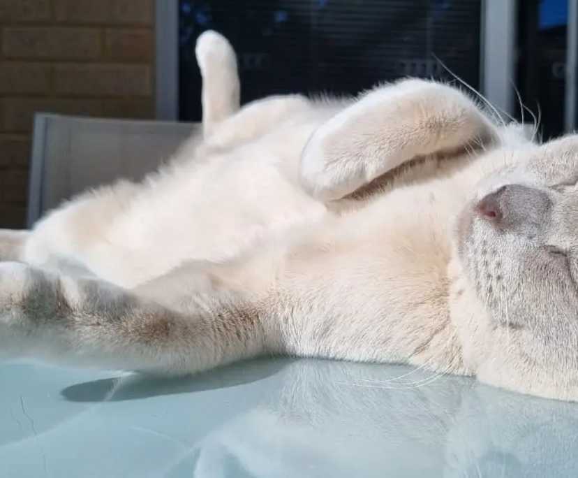 $320, Student-accommodation, 3 bathrooms, Innaloo WA 6018