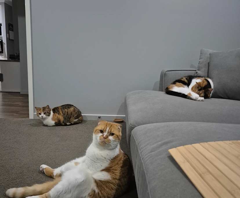 $260, Share-house, 4 bathrooms, Greenmount QLD 4359