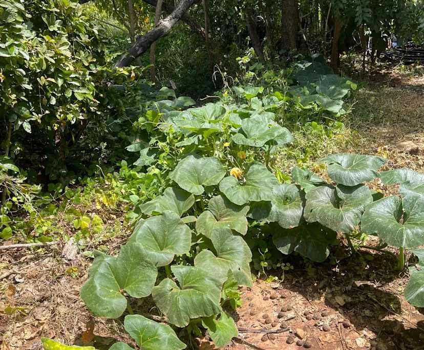 $450, Studio, 1 bathroom, Berry Springs NT 0838