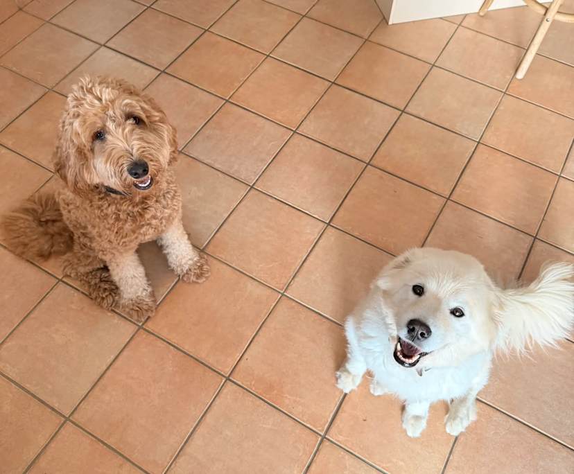 $350, Share-house, 4 bathrooms, Oxenford QLD 4210