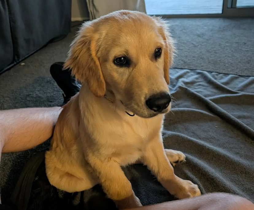 $240, Share-house, 4 bathrooms, Underwood QLD 4119