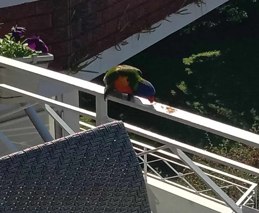 $375, Flatshare, 2 bathrooms, Monterey NSW 2217