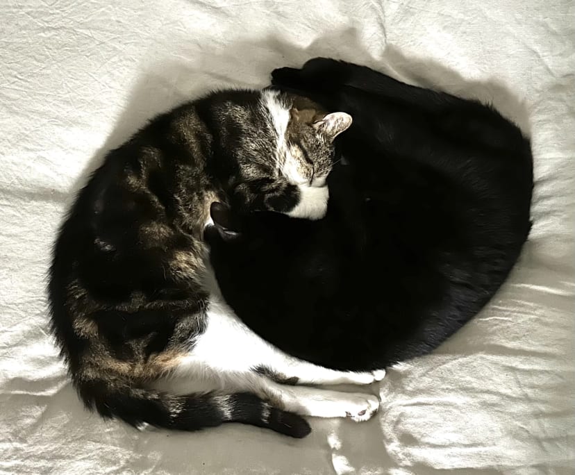 $400, Share-house, 3 bathrooms, Newtown NSW 2042